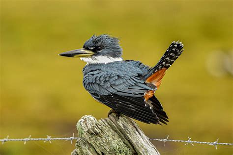 Ringed Kingfisher | BirdForum