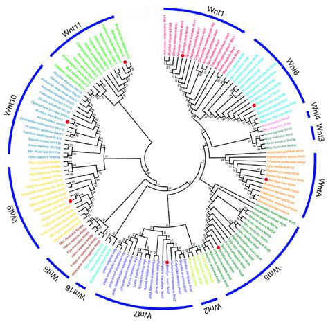 Phylogenetic tree of Wnt gene families. The Wnt genes are distinctly... | Download Scientific ...