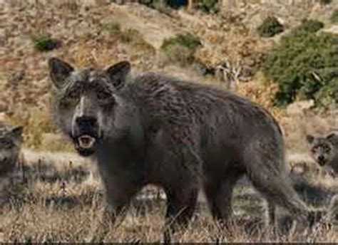 Prehistoric dire wolves looked different than those on ‘Game of Thrones,’ says new research ...