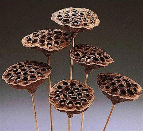 Dried Lotus Pods on Stem - Etsy UK | Lotus pods, Lotus flower seeds ...