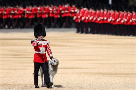 Platinum Jubilee: Seamus the dog steals the show as Irish Guards mascot