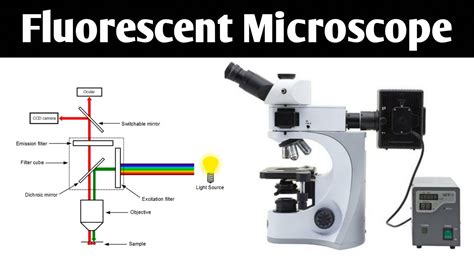 Fluorescence Microscope Diagram