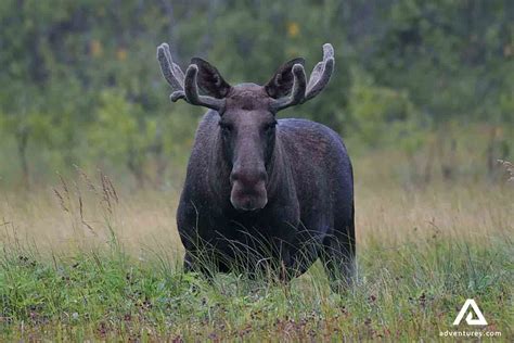 Moose Safari in Bodø, Northern Norway | Adventures.com