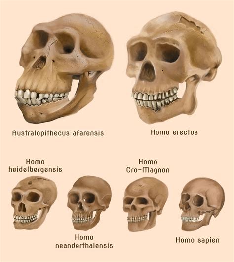 humana evolution - Google Search | Human evolution, Prehistory, Evolution