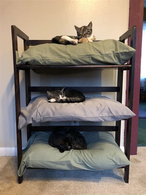 Three old pillows plus a bookshelf. Instant cat bunk beds : cats