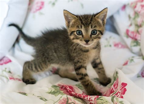 brown tabby kitten free image | Peakpx