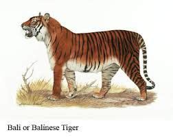 bali tiger extinct - Google Search | Extinct tigers, Tiger facts, Extinction