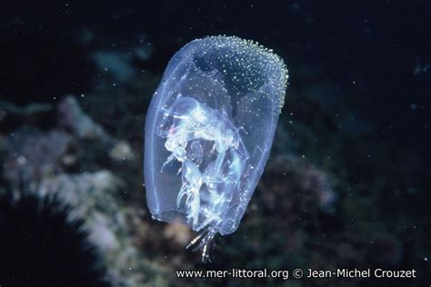 description de Phronima sedentaria - Tonnelier des mers