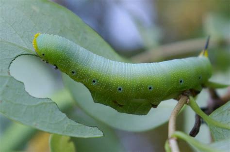 Sphinx Moth Pupa Care