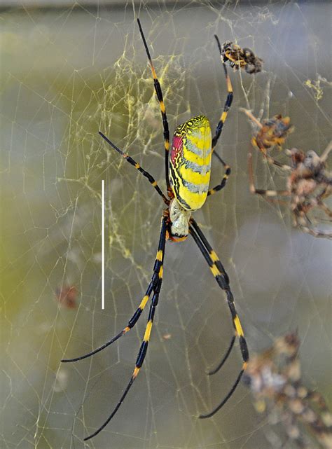 UGA scientists confirm first North American record of East Asian Joro spider - UGA Today