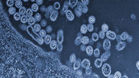 Bird flu researchers want to create deadly virus in lab