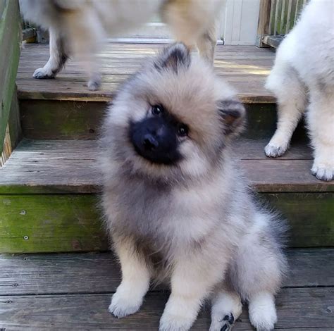 Vinny, male Keeshond | Keeshond puppy, Keeshond dog, Dog mommy