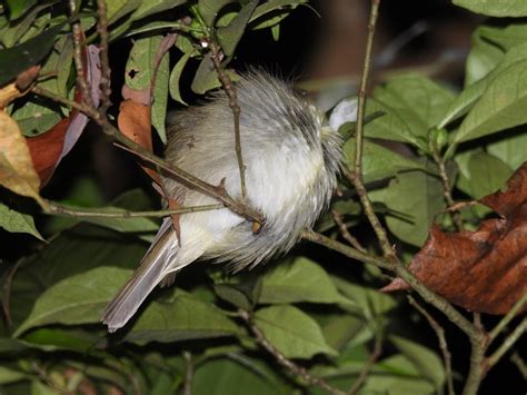 Perching Birds in September 2021 by abujudy · iNaturalist