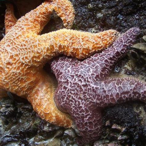 Starfish Reproduction