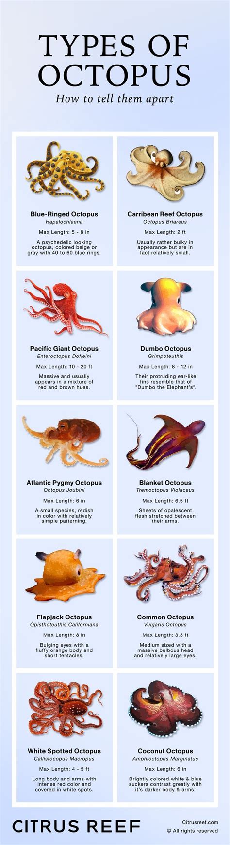 Octopus species – Artofit