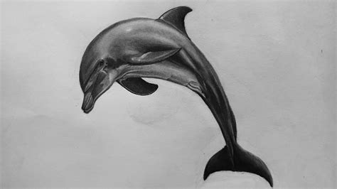 Realistic Dolphin Drawing