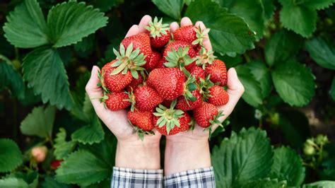 The Best Method For Harvesting Your Garden's Strawberries - House Digest - TrendRadars