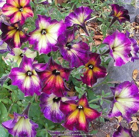 Petunias: Plant Care and Collection of Varieties - Garden.org