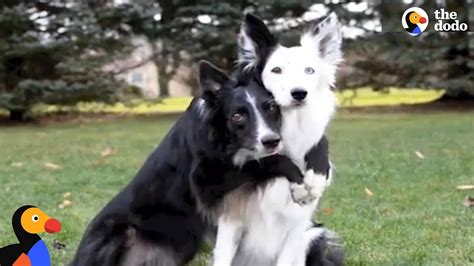 Hugging Rescue Dogs Get Cutest New Brother | The Dodo - YouTube