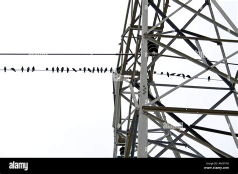 Birds on electric power lines by a tower Stock Photo - Alamy