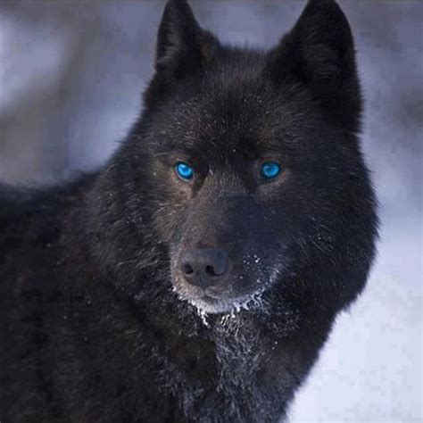 Black wolf w/blue eyes.