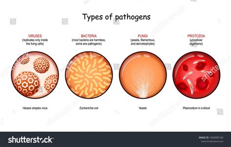 Types Pathogens Viruses Bacteria Fungi Protozoa Stock Vector (Royalty ...