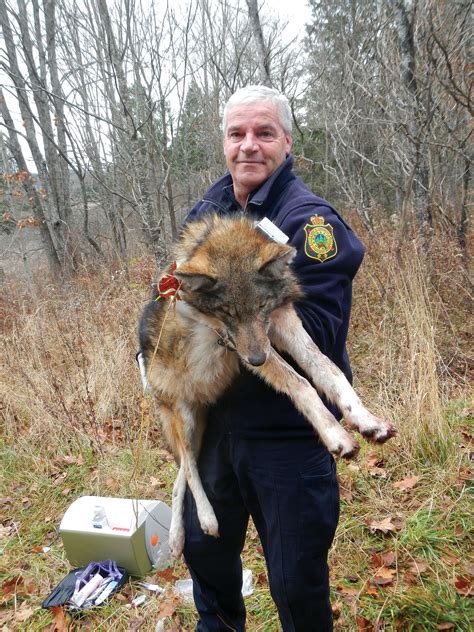 The Mystery of the Coywolf | Grand View Outdoors