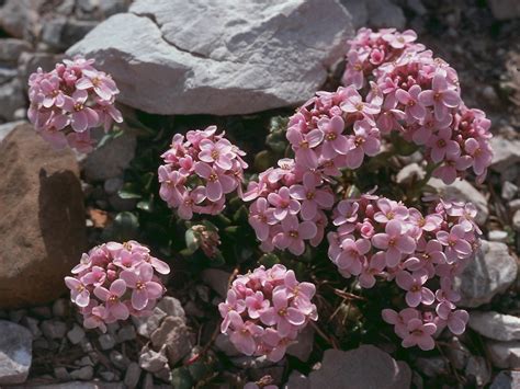 Flower Gallery :: Cruciferae :: 278_01