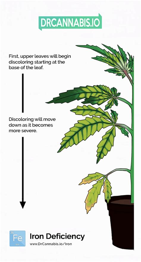 Iron Deficiency Cannabis: How To And Chart by DRCANNABIS.IO