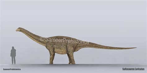 Saltasaurus Size by SameerPrehistorica on DeviantArt