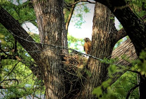 Red-Shouldered Hawk and Nest Photograph by Judy Vincent - Pixels