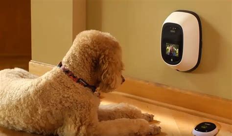 19 Best Dog Cameras (Reviews Updated 2024) | Dog Product Picker