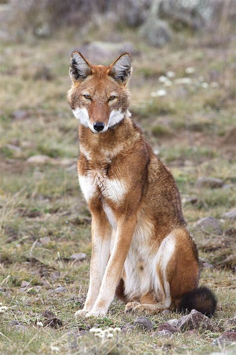 naturenode | Wolf hunde, Wilde hunde, Säugetiere