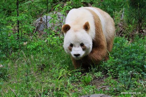 Qinling panda (Ailuropoda melanoleuca qinlingensis) | Panda, Panda ...