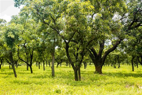 Green Climate Fund approves $54.5m project to reduce deforestation and ...