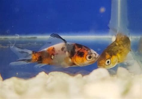 Shubunkin Goldfish – Splashy Fin Live Fish Bangalore Only Shipping