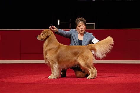 Dog Training Tips for Dog Show Ready Dog