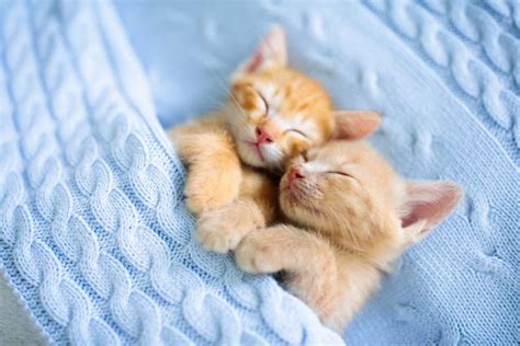 12 of the Best Cat Hug Videos of All Time - Great Pet Living