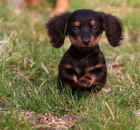 +19 Dachshund Baby Ideas - quicklyzz