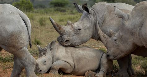 South Africa turns to lie detectors to fight wildlife poaching amid ...