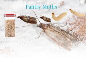 How to Get Rid of Small Pantry Moths Flying Around the House