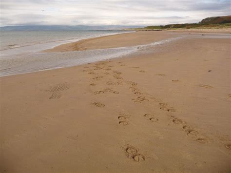 Blackwaterfoot: horseshoe prints on the... © Chris Downer :: Geograph Britain and Ireland