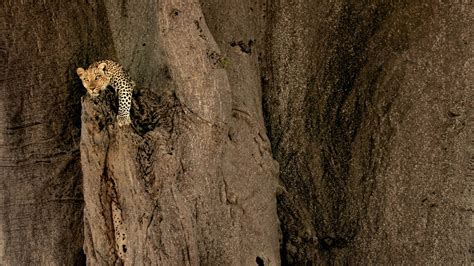 Leopard-MAC OS X Mountain Lion HD Wallpapers-1920x1080 Download ...