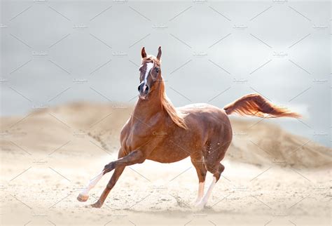 Arabian horse in the desert | Stock Photos ~ Creative Market