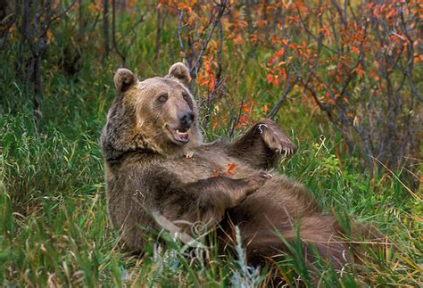 The Rocky Mountains: Grizzly Bears In The Rocky Mountains