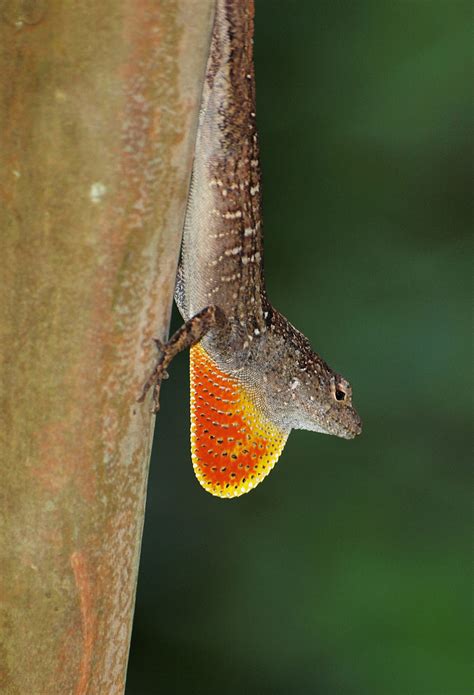 Florida’s Cape Canaveral National Seashore Wildlife – Graeme’s ...