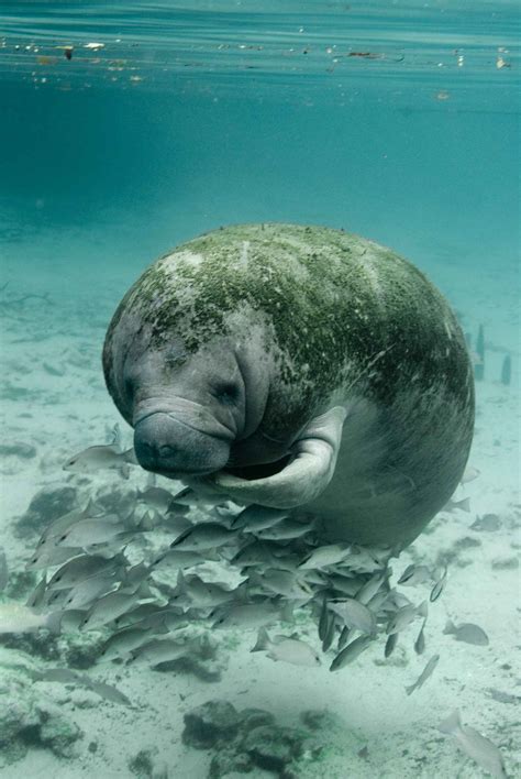 Manatee Wallpaper (64+ pictures) - WallpaperSet