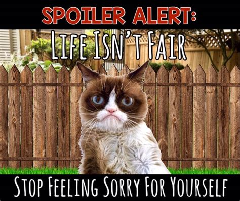 Grumpy Cat | Funny grumpy cat memes, Cute animal memes, Grumpy cat