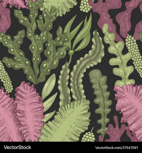 Seaweed seamless pattern hand drawn seaweeds Vector Image