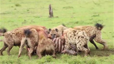 Hyenas Eating Zebra [Maasai Mara] - YouTube